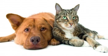 MSD Animal Health unveils first Thyroid Month campaign