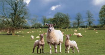 Key support for anthelmintic reclassification Sheep1