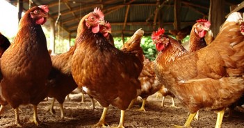 RUMA welcomes UK poultry meat sector’s sustained progress on responsible use of antibiotics bird-flu