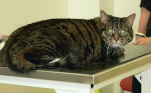 Neurologist advises on thiamine deficiency in cats cat