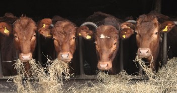Tapeworm scare in beef cattle cattle