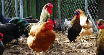 Poultry industry tops global feed production OLYMPUS DIGITAL CAMERA