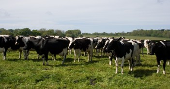 Make a targeted worm control plan cows Merial