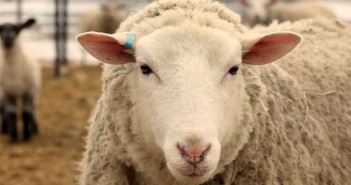 Stay in single market, urges NSA ewe