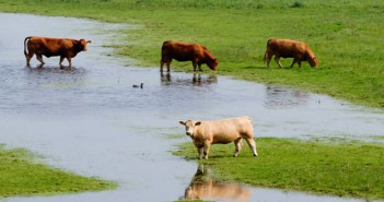 Protect livestock this winter flooded-fieldy