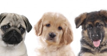Vet warning for pets as summer heat returns puppies