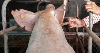 Gene-edited pigs may be resistant to major viral disease shutterstock_194132285
