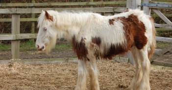 Young horses most at risk from encysted redworm Crumpet