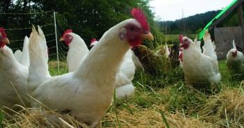 New move on bird flu restrictions Free_range_chicken_flock