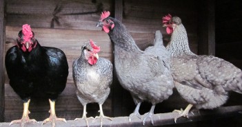 Targeted approach to bird flu planned Garden Hens Chicken Vet