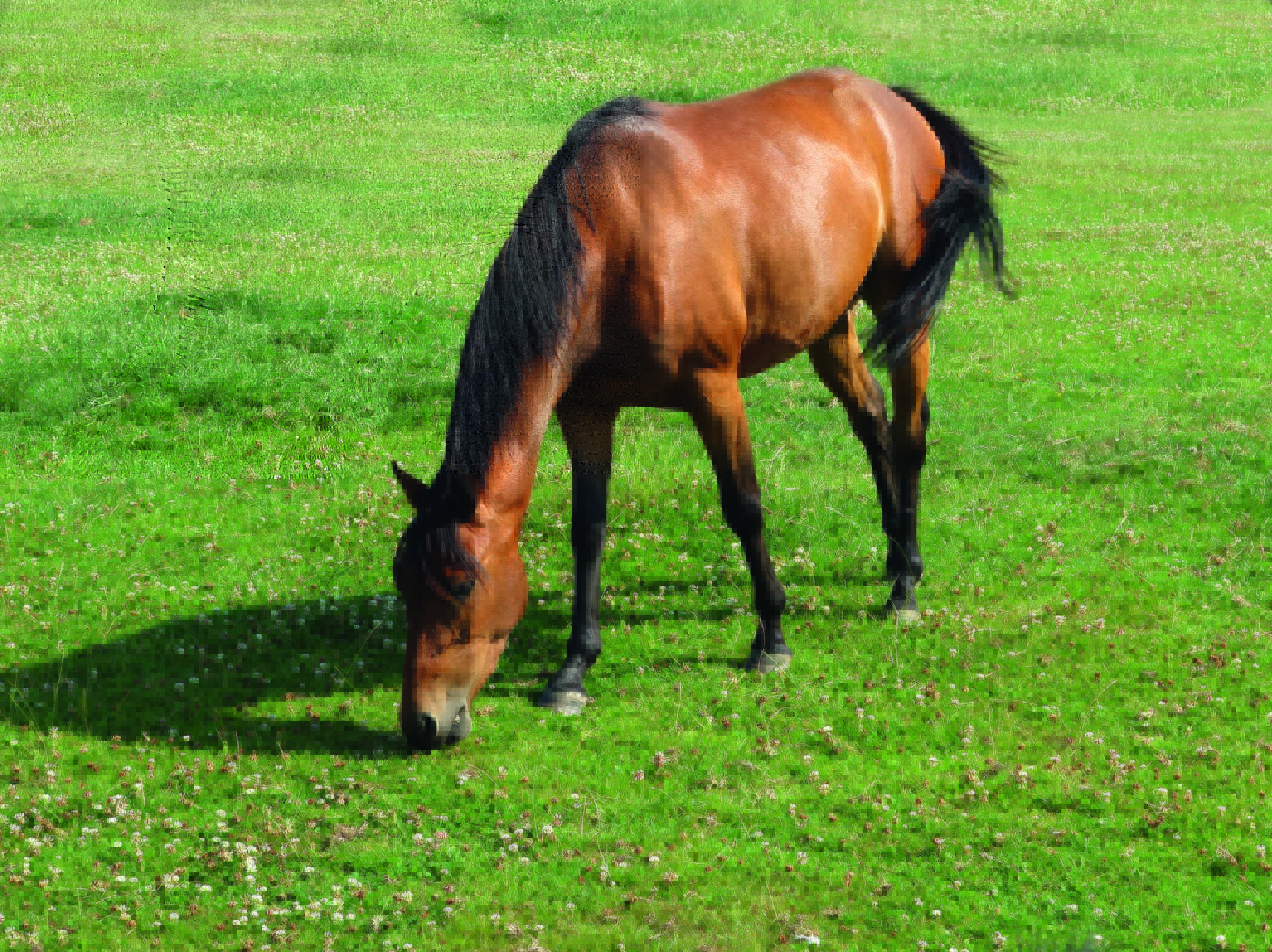 New partnership in equine nutrition OvertheCounter