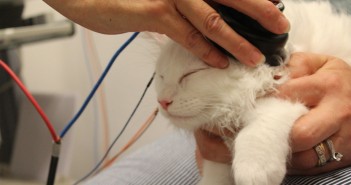 AHT celebrates 75 years of science and care AHT cat hearing test website
