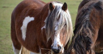 Help provide a vital picture of equine health BC Bracken and Conker