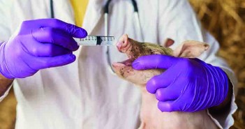 UK pig sector makes ‘significant changes’ WEB shutterstock_448743277