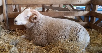 Vets disagree with anthelmintic re-classification horned sheep 2 Ian Webb website