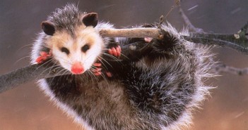 Illegal imports pose rabies threat opossum2