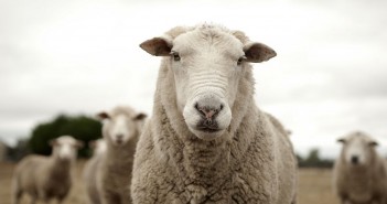 Don’t leave new actives on the shelf, says SCOPS sheep