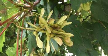 New test for deadly sycamore toxins sycamore BEVA wsebsite