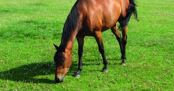 Study will give clues on liver fluke infection in horses Horse grazing - SM -#ABFAD6