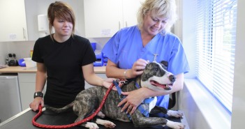 Owners must update microchip details, say charities RSPCA dog