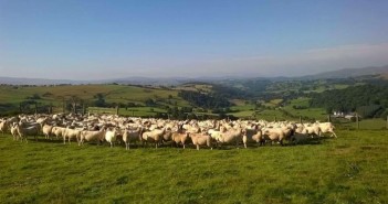 AMTRA launches compulsory modules for Farm Animal SQPs Zoetis PW website