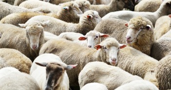 NSA agrees with decision to delay quarantine units in Wales sheep website.4jpg