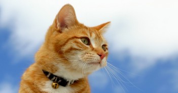 More than three-quarters of cats helped by Blue Cross were not microchipped stalker 12