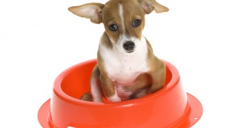 Vet programme sparks pet food controversy Chihauhau in bowl PFMA website