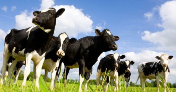 £1m project to tackle dairy cow lameness Cows in a field