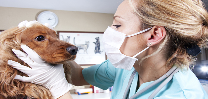 research veterinarians