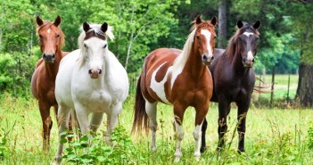 Westgate Labs highlights the effects of wormer resistance horses-in-field