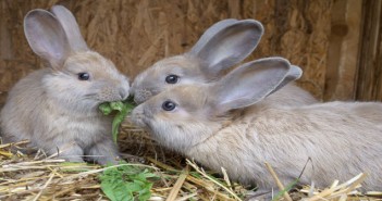 New online survey for rabbit breeders launched little rabbits eating grass