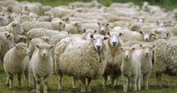 NADIS & Elanco Blowfly Alert update Flock of sheep