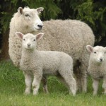 Workshops focus on planning winter feed options for sheep Lambs with mother
