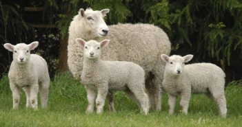 SCOPS says select the right wormer as worm ‘wake up’ in warmer spring weather Lambs with mother