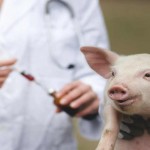 Survey shows growing awareness of the benefits of veterinary medicines Pig injection