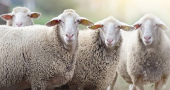 Win £100 for sheep lameness insight Sheep flock standing on farmland