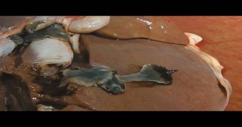 SCOPS offers advice when treating liver fluke Adult fluke