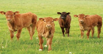 New position paper for profession to better manage pain in calves Calves