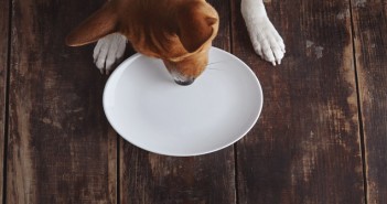 Warning over everyday household items that could kill pets Dog eats from plate on old wooden table