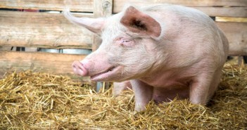 Report highlights below average UK farm antibiotic use Pig on hay and straw