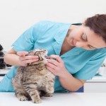 ‘Vaccine hesitancy’ could lead to a deadly mistake Young female veterinary caring of a cute cat