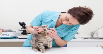 Animal health and welfare protected during latest English and Scottish lockdown Young female veterinary caring of a cute cat