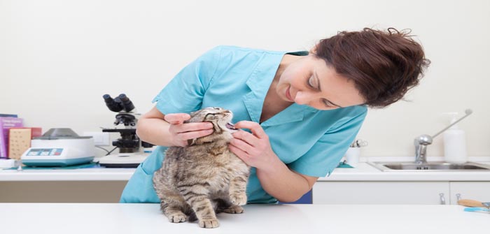 Bva Calls For Hub And Spoke Model For Integrated Animal Care