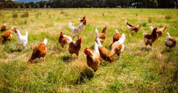 Adaptability of bird flu poses threat to poultry Chickens In A Field