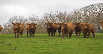 AHDB launches new technical beef events Cows