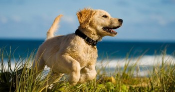 BVA issues advice to get pets ready for summer travel Puppy jumping on the beach