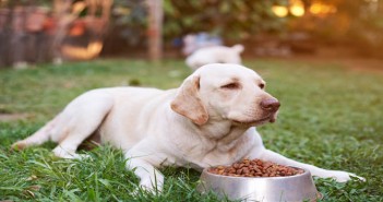 The canine obesity crisis 710401 Labrador eating in park