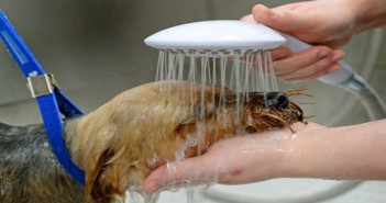 Pets at Home claims world record for dog washing Pets at Home dog washing