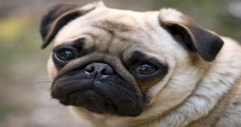 Dog breeding defects emerge as top concern for vets Pug with brachycephalic